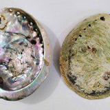 Midae Abalone - South Africa