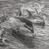 Bow Riders - Pacific White Sided Dolphins By Kevin Johnson | Art Card