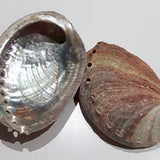 Rubra Pink Abalone 5-6" - Australia