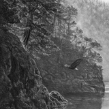 First Light Bald Eagle by Kevin Johnson | Art Card