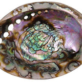 Green Abalone