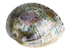 Polished Green Abalone