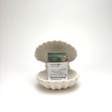 Beachcomber | Citrus + Peppercorn