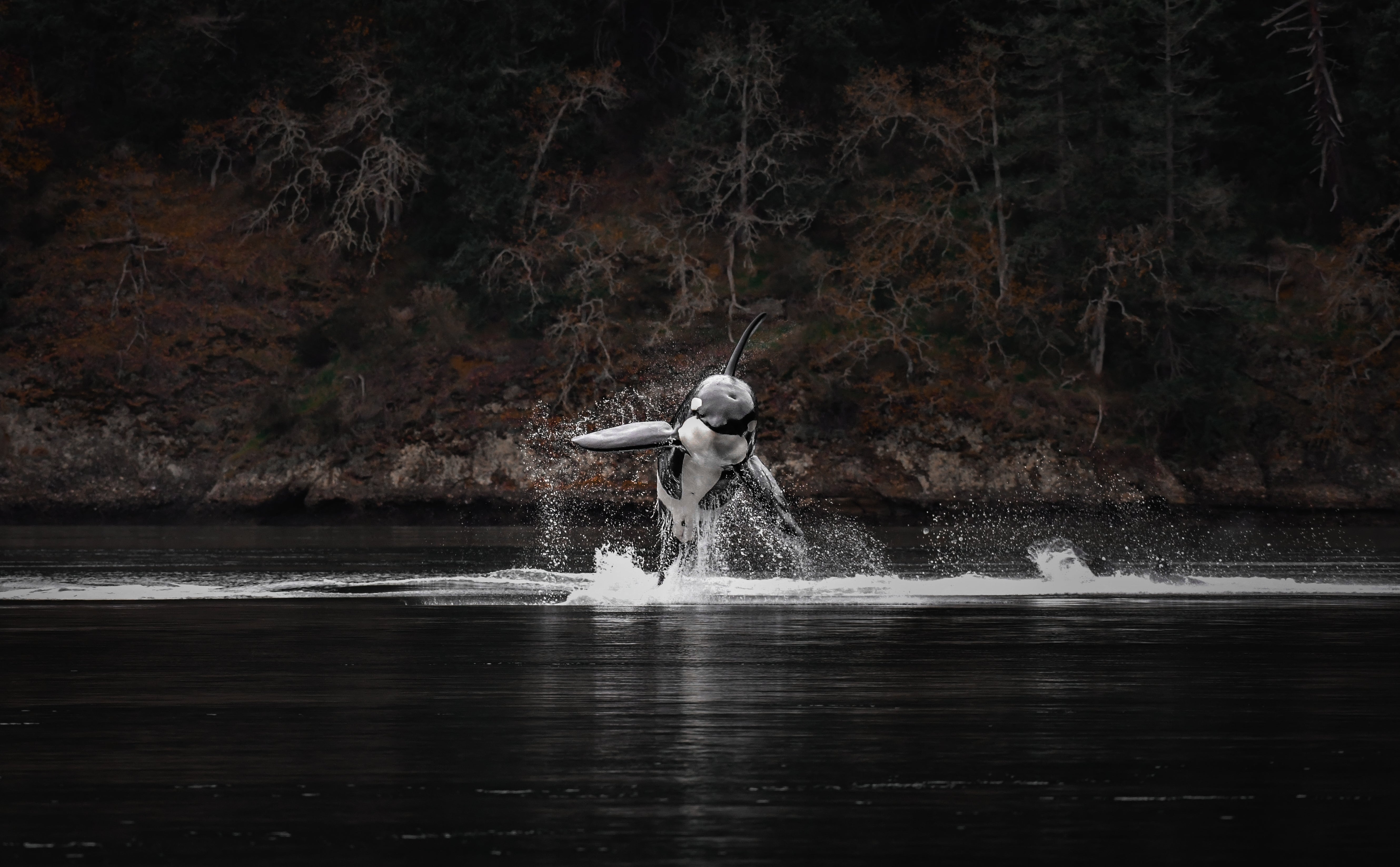 Marine Guardians of the Salish Sea bridge traditional W̱SÁNEĆ knowledge with modern technology to track and protect the endangered Southern Resident killer whale (KELŁOLEMEĆEN). 