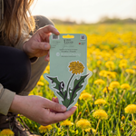 Indigenous Dandelion Harvest Sticker