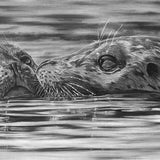 ENDEARING MOMENTS - MOTHER SEAL AND PUP - ARTWORK CARD by KEVIN JOHNSON