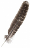 WILD TURKEY FEATHER