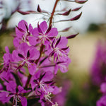 Fireweed in Soapberry Ice Cream bath bomb by Ravensong