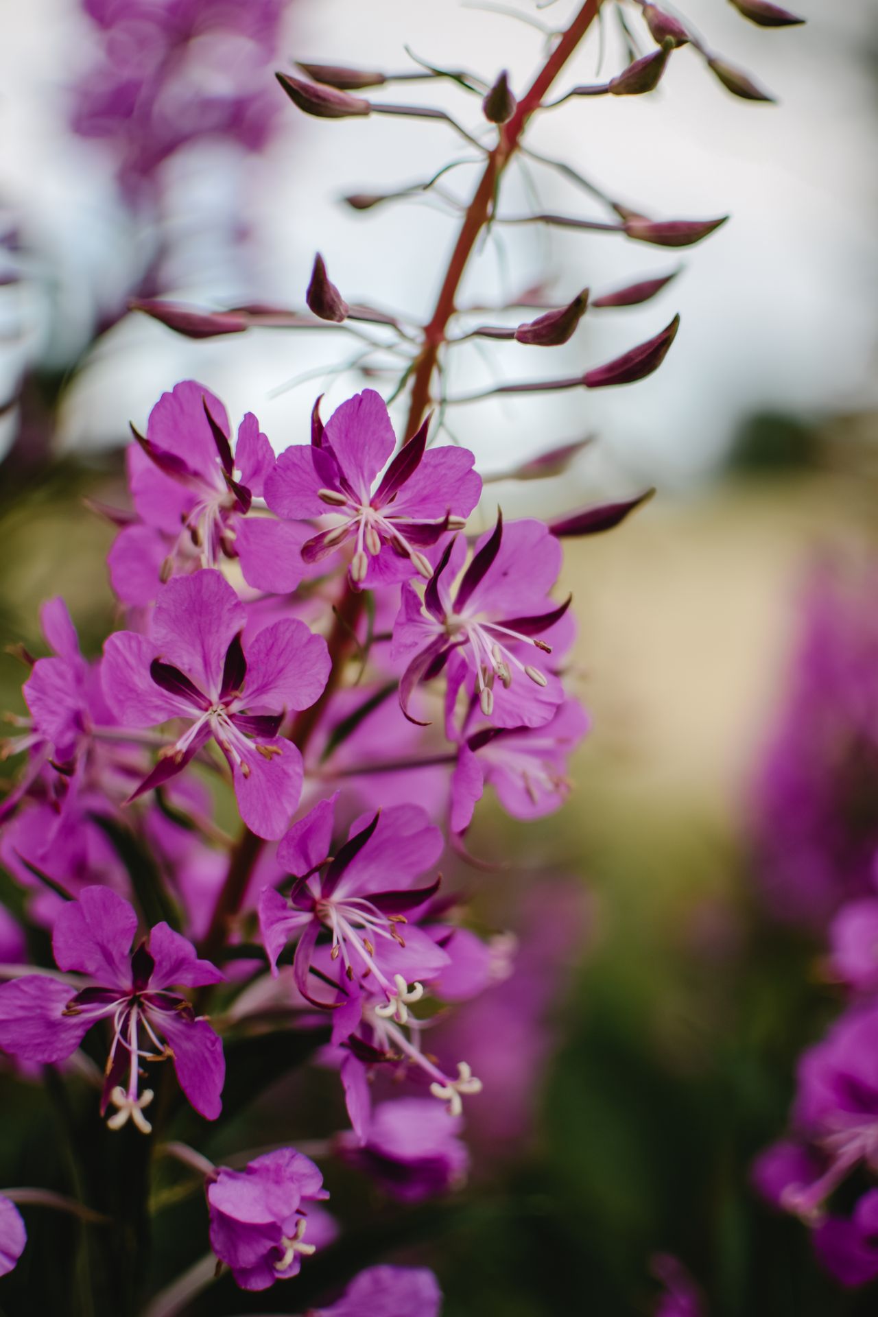 Fireweed in Soapberry Ice Cream bath bomb by Ravensong