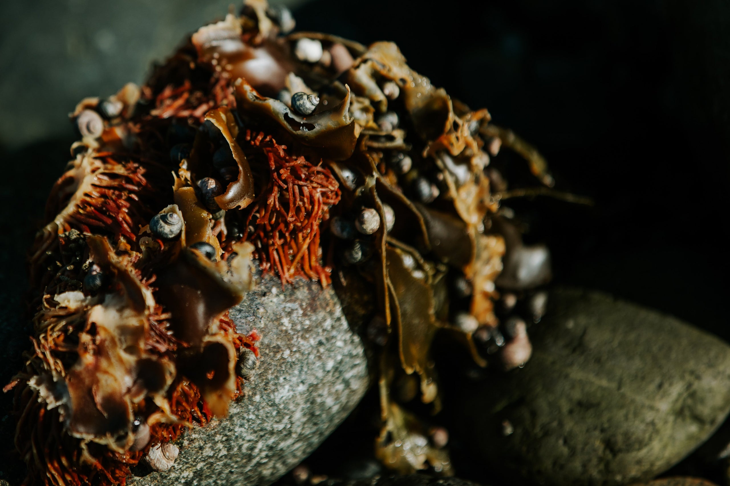 Indigenous Kelp Harvesting on Vancouver Island