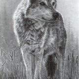 Stand Tall - Gray Wolf by Kevin Johnson | Art Card