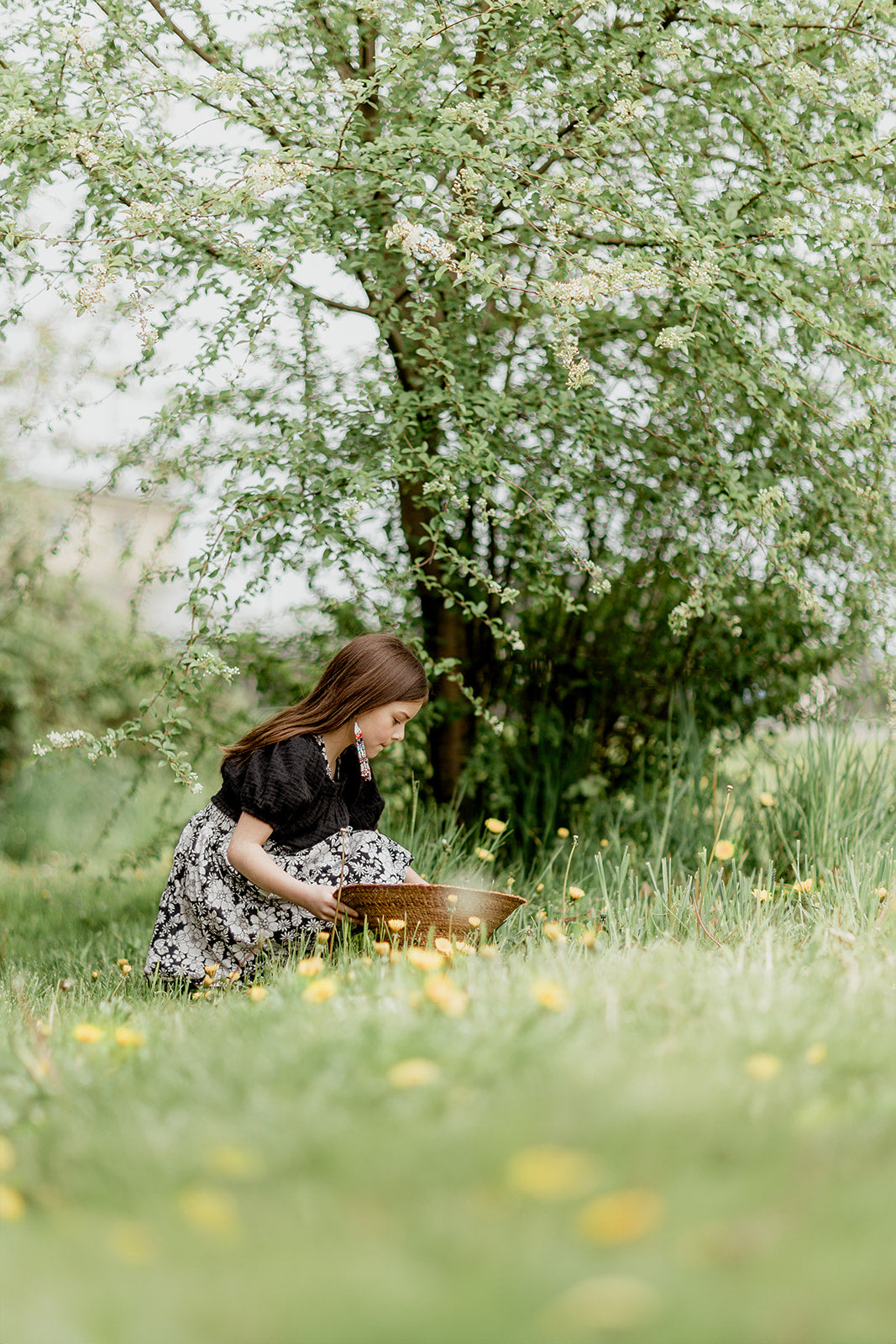 Dandelion Harvesting for Indigenous Soapmaking