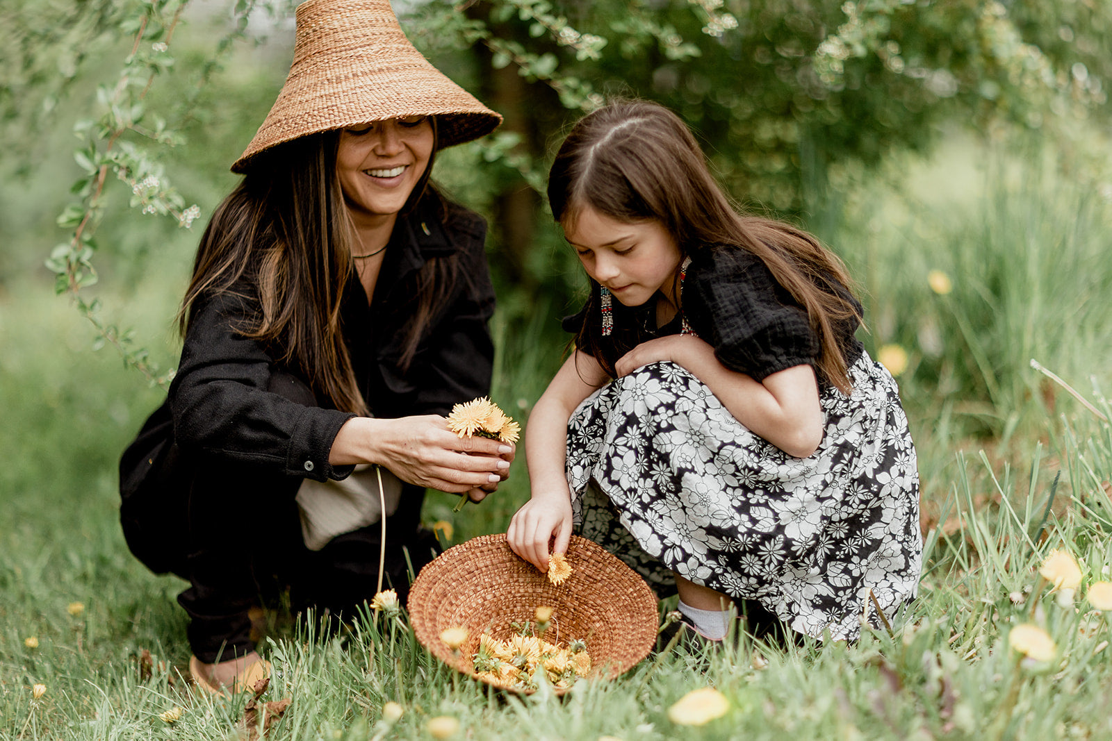 Dandelion Harvesting for Indigenous Soapmaking