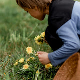 Dandelion Harvesting for Indigenous Soapmaking