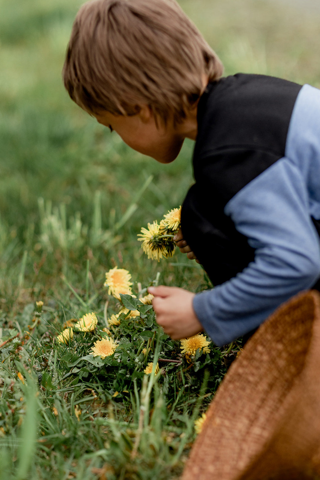 Dandelion Harvesting for Indigenous Soapmaking